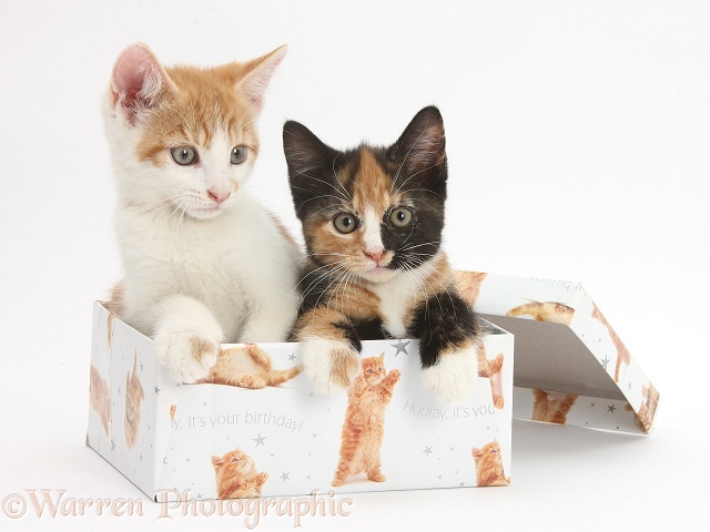 Ginger-and-white and tortoiseshell kittens in a birthday box, white background