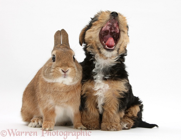 Yorkshire Terrier pup, Evie, 8 weeks old, yawning, with sandy Netherland dwarf-cross rabbit, Peter, white background
