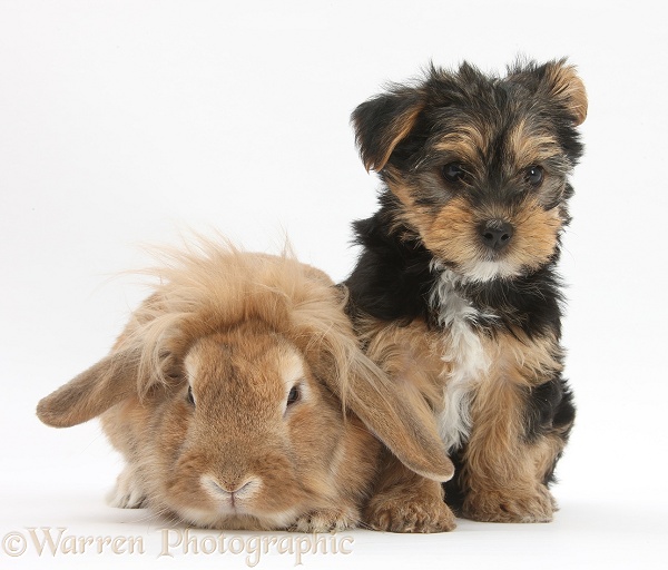 Yorkshire Terrier pup, Evie, 8 weeks old, with sandy Lionhead-cross rabbit, white background