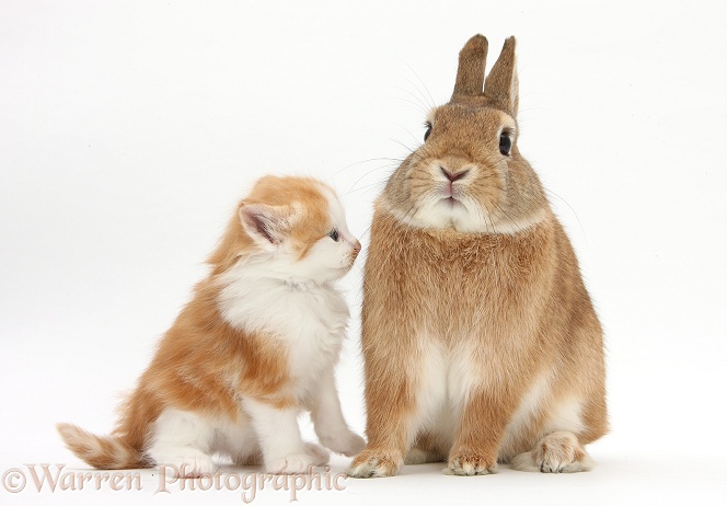 Ginger-and-white kitten with Sandy Netherland dwarf-cross rabbit, Peter, white background