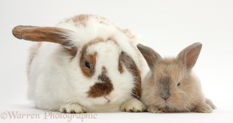 Mother rabbit and baby, white background