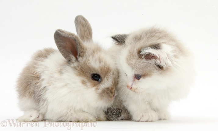 Colourpoint kitten with baby rabbit, white background