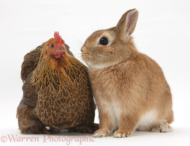 Partridge Pekin Bantam with Sandy Netherland dwarf-cross rabbit, Peter, white background