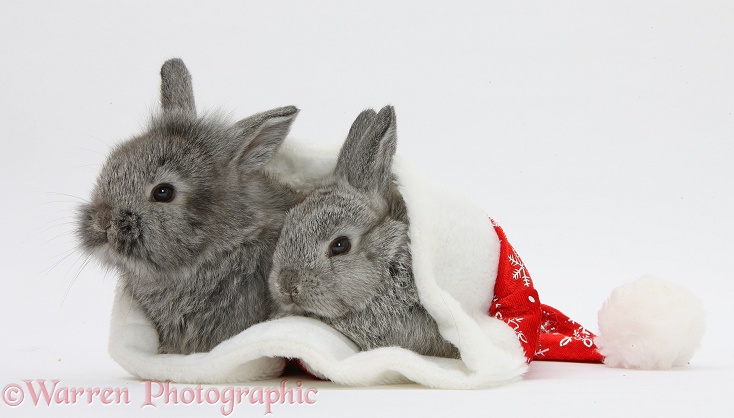 Young Silver Lionhead rabbits in a Father Christmas hat, white background
