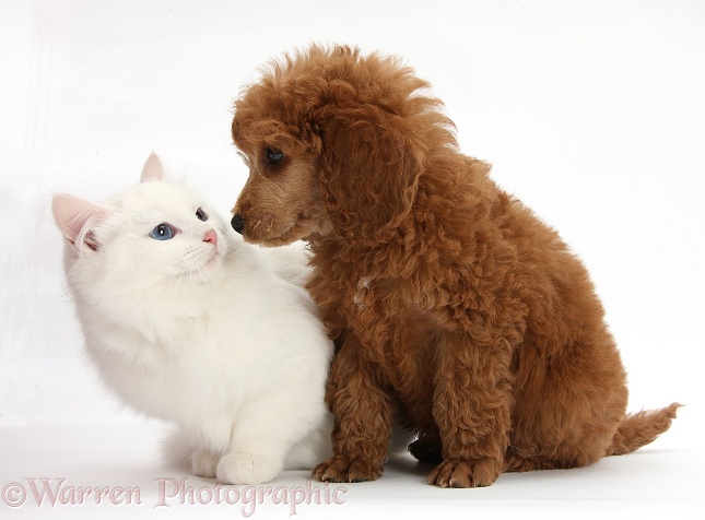 Apricot miniature Poodle pup, Ruebin, 8 weeks old, with white Maine Coon-cross kitten, white background