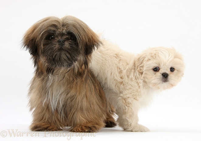 Cream Shih-tzu pup, Lilly, 7 weeks old, and brown Shih-tzu, Coco, 5 months old, white background