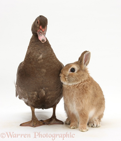 Chocolate Muscovy Duck and Netherland Dwarf-cross rabbit, Peter, white background