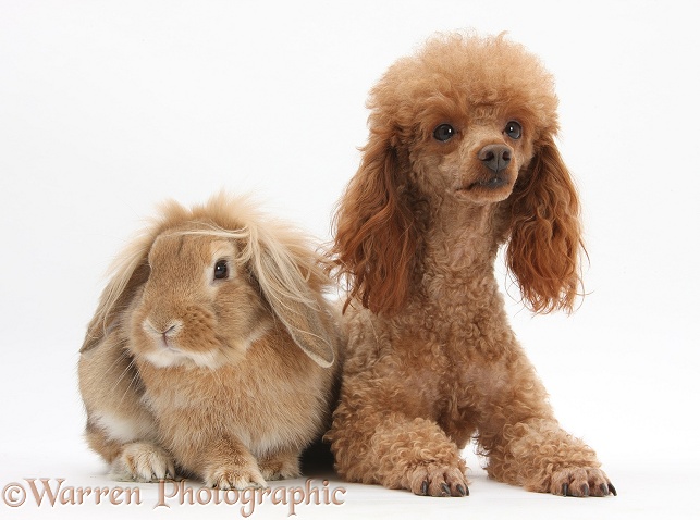 Red toy Poodle dog, Reggie, with sandy Lop rabbit, white background