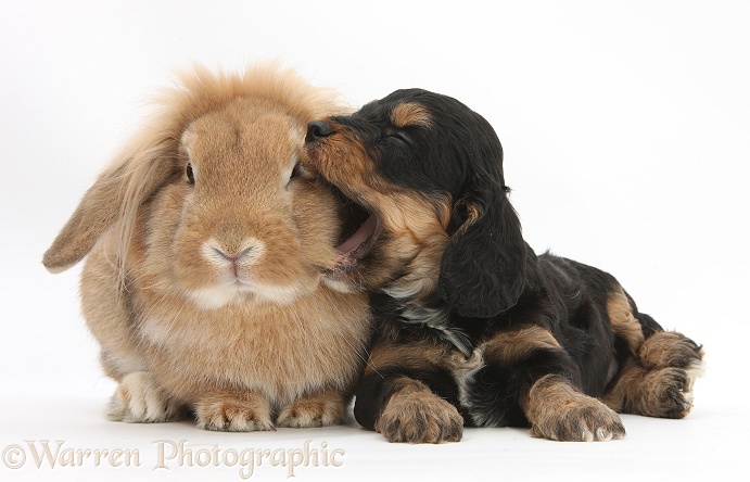 Cockapoo pup and Lionhead-Lop rabbit, white background
