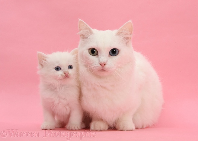 White Maine Coon-cross mother cat, Melody, and her white kitten on pink background