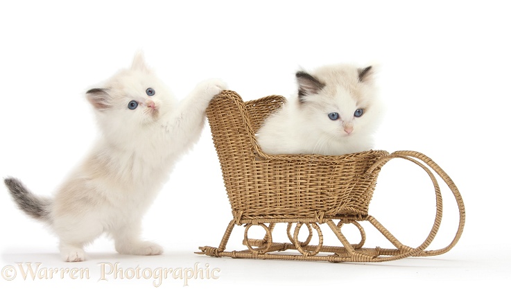Ragdoll-cross kittens playing with a wicker toy sledge, white background