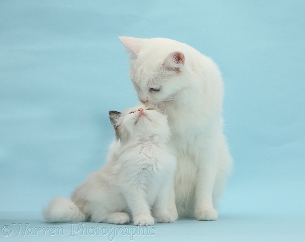 White Maine Coon-cross mother cat, Melody, licking her kitten, 7 weeks old