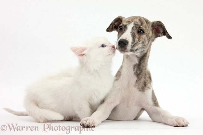 Brindle-and-white Whippet pup, Cassie, 9 weeks old, with white Maine Coon-cross kitten, white background