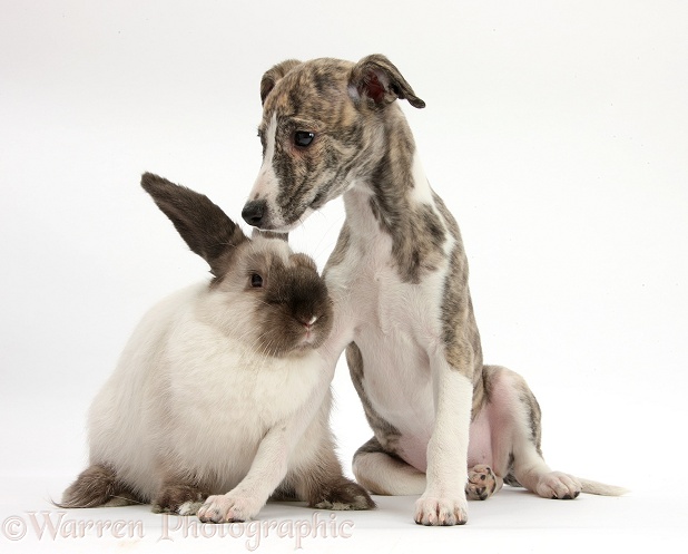 Brindle-and-white Whippet pup, Cassie, 9 weeks old, with colourpoint rabbit, white background