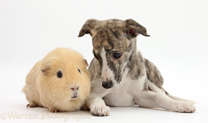 Brindle-and-white Whippet pup, Cassie, 9 weeks old, with yellow Guinea pig, white background
