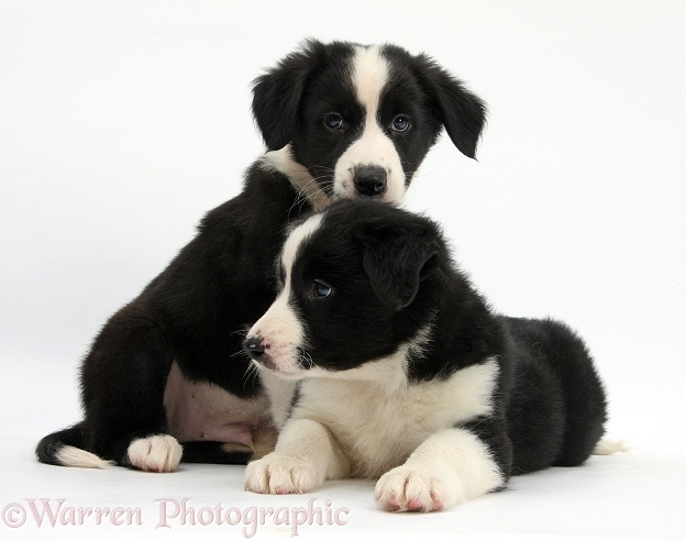 Black-and-white Border Collie pups, 6 weeks old, white background
