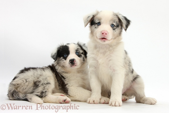 Border Collie puppies, 6 weeks old, white background