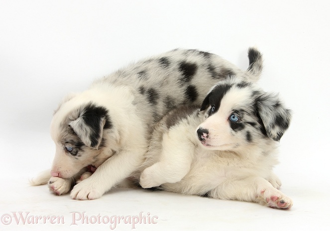 Playful Border Collie puppies, 6 weeks old, white background