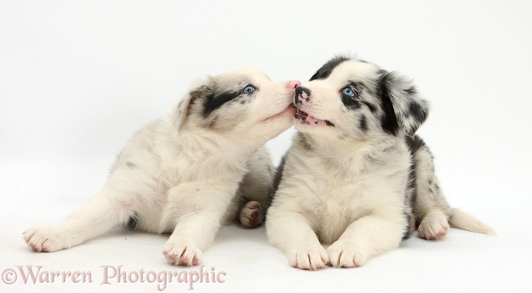 Merle Border Collie pups, 6 weeks old, white background