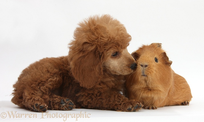 Apricot miniature Poodle pup, Ruebin, 8 weeks old, with red Guinea pig, white background