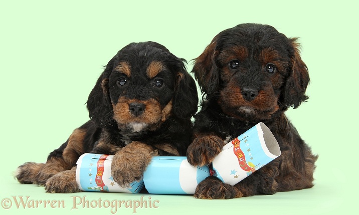 Cockapoo pups with paws over a Christmas cracker, white background