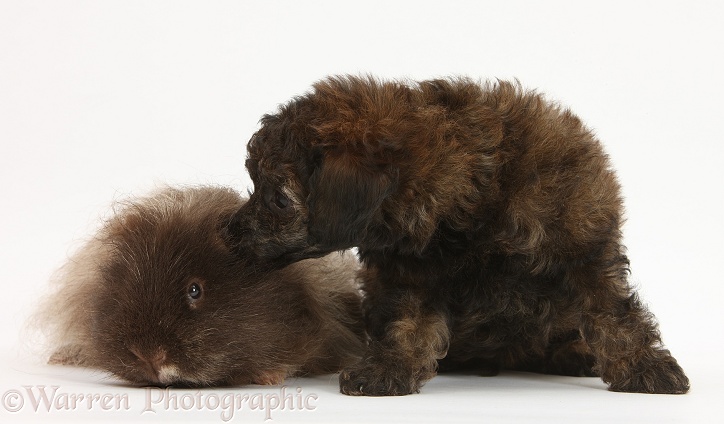 Red merle Toy Poodle pup and shaggy Guinea pig, white background
