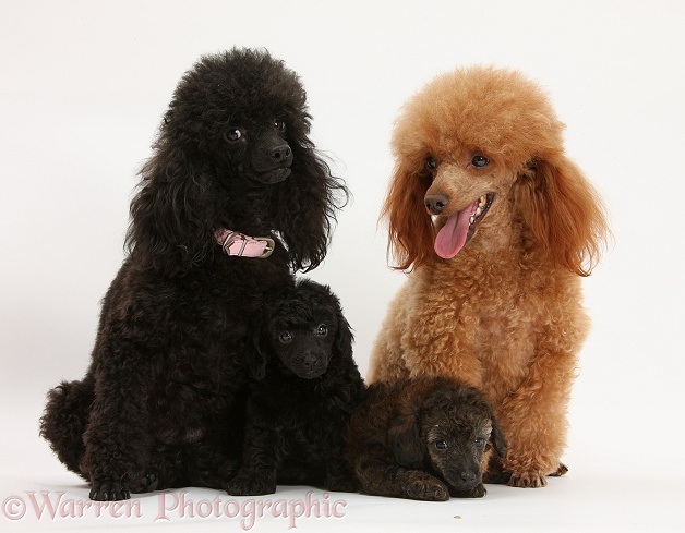 Red Toy Poodle dog, Reggie, and Black Toy Poodle bitch with two of their pups, 7 weeks old, white background