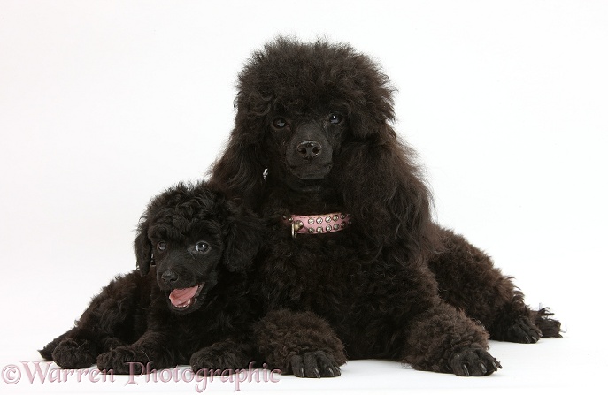 Black Toy Poodle bitch and pup, 7 weeks old, white background