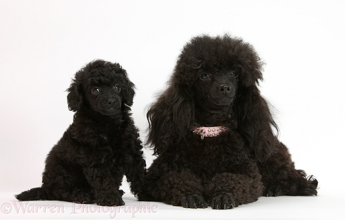 Black Toy Poodle bitch and pup, 7 weeks old, white background