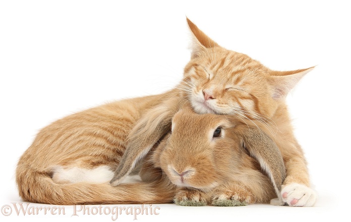 Sleepy ginger kitten, Tom, 3 months old, lounging on Sandy Lionhead-Lop rabbit, white background