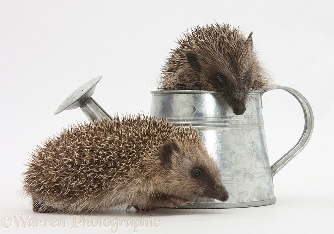 Young Hedgehogs playing in metal watering can, white background