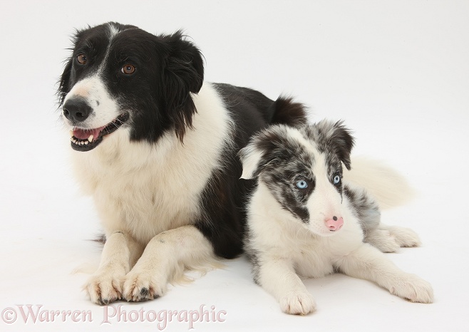 Black-and-white Border Collie, Phoebe, and Blue merle puppy, Reef, 10 weeks old, white background