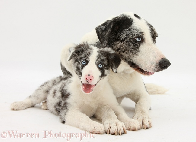 Blue merle Border Collie dog, Logan, and puppy, Reef, 10 weeks old, white background