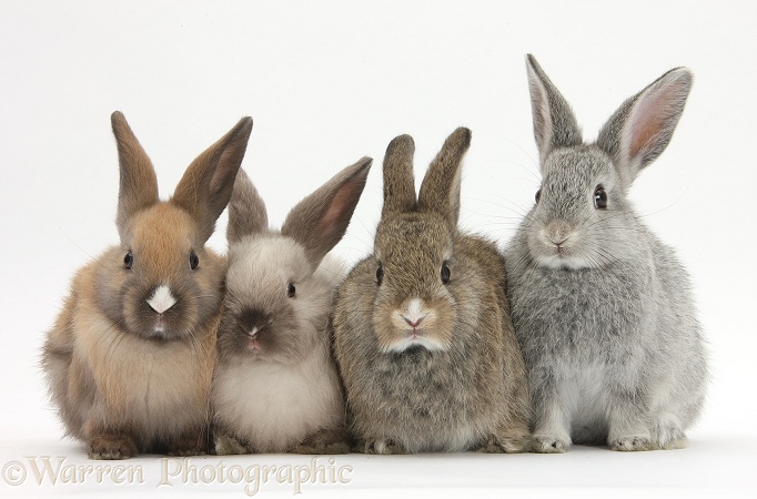 Four baby rabbits, white background