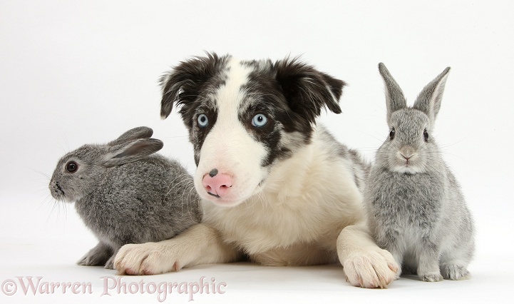 Blue merle Border Collie puppy, Reef, and two silver baby rabbits, white background