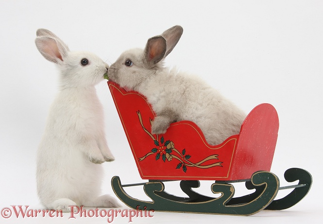 Two baby rabbits playing with a toy sledge, white background