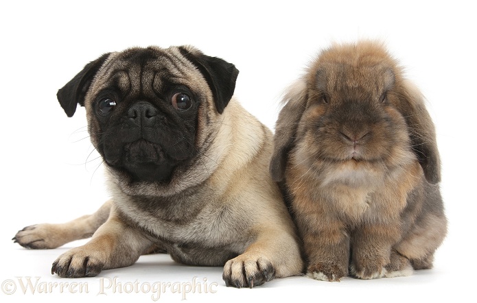 Fawn Pug and Lionhead-cross rabbit, white background