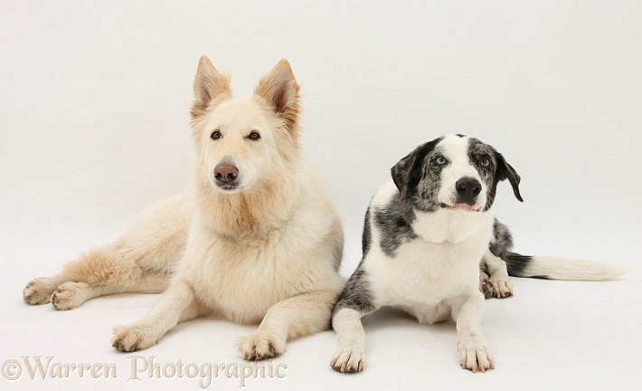 White German Shepherd Dog, Bronya, 5 years old, and Border Collie, Logan, 6 years old, white background