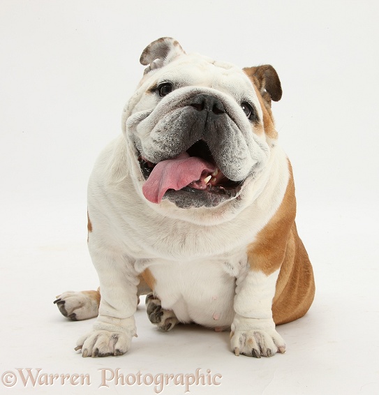 Bulldog sitting, with tongue lolling, white background