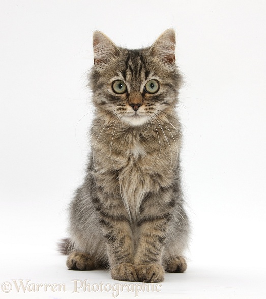 Tabby kitten, Beebee, 5 months old, sitting, white background