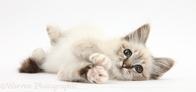 Tabby-point Birman kitten lying on it's side, white background
