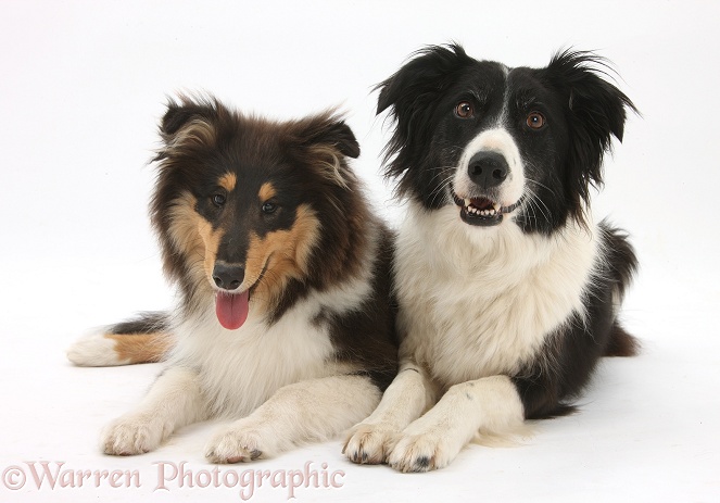 Rough Collie, Flynn, 5 months old, with Border Collie, Phoebe, white background