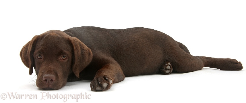 Chocolate Labrador pup, Inca, lying with her chin on the floor, white background