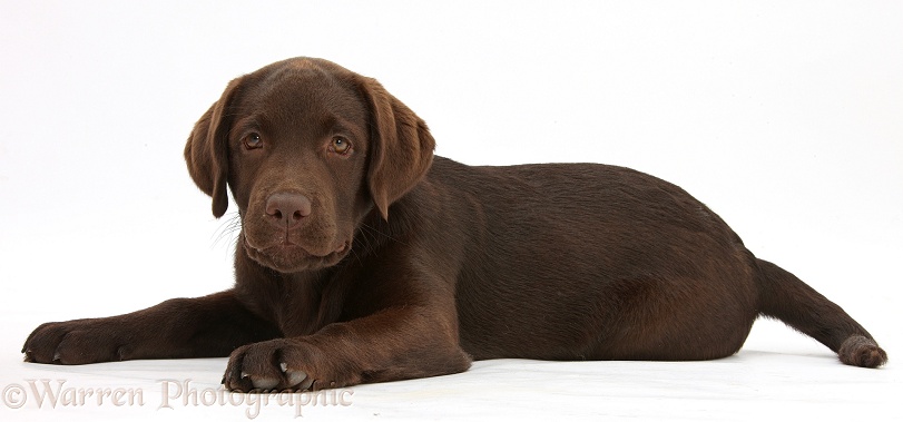 Chocolate Labrador pup, Inca, lying with her head up, white background