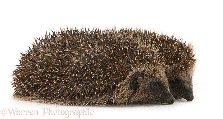 Two young Hedgehogs (Erinaceus europaeus), white background