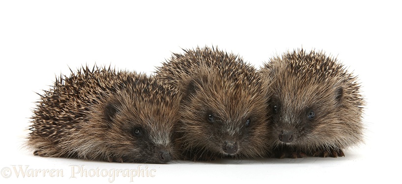 Three young Hedgehogs (Erinaceus europaeus), white background