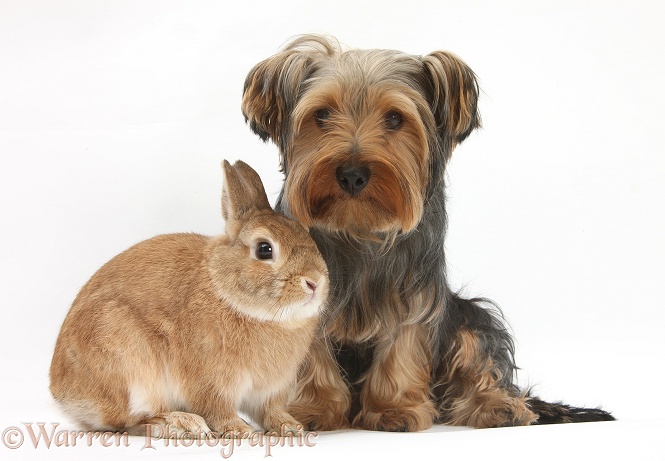 Yorkshire Terrier, Billie, with Netherland-cross rabbit, Peter, white background