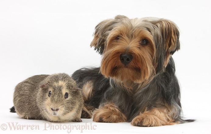 Yorkshire Terrier, Billie, with a Guinea pig, white background