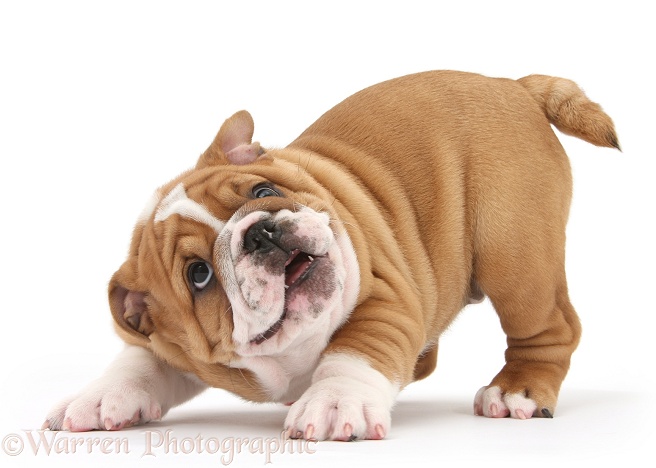 Playful Bulldog pup, 8 weeks old, in play-bow, white background