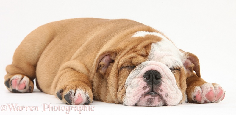 Sleeping Bulldog pup, 8 weeks old, white background